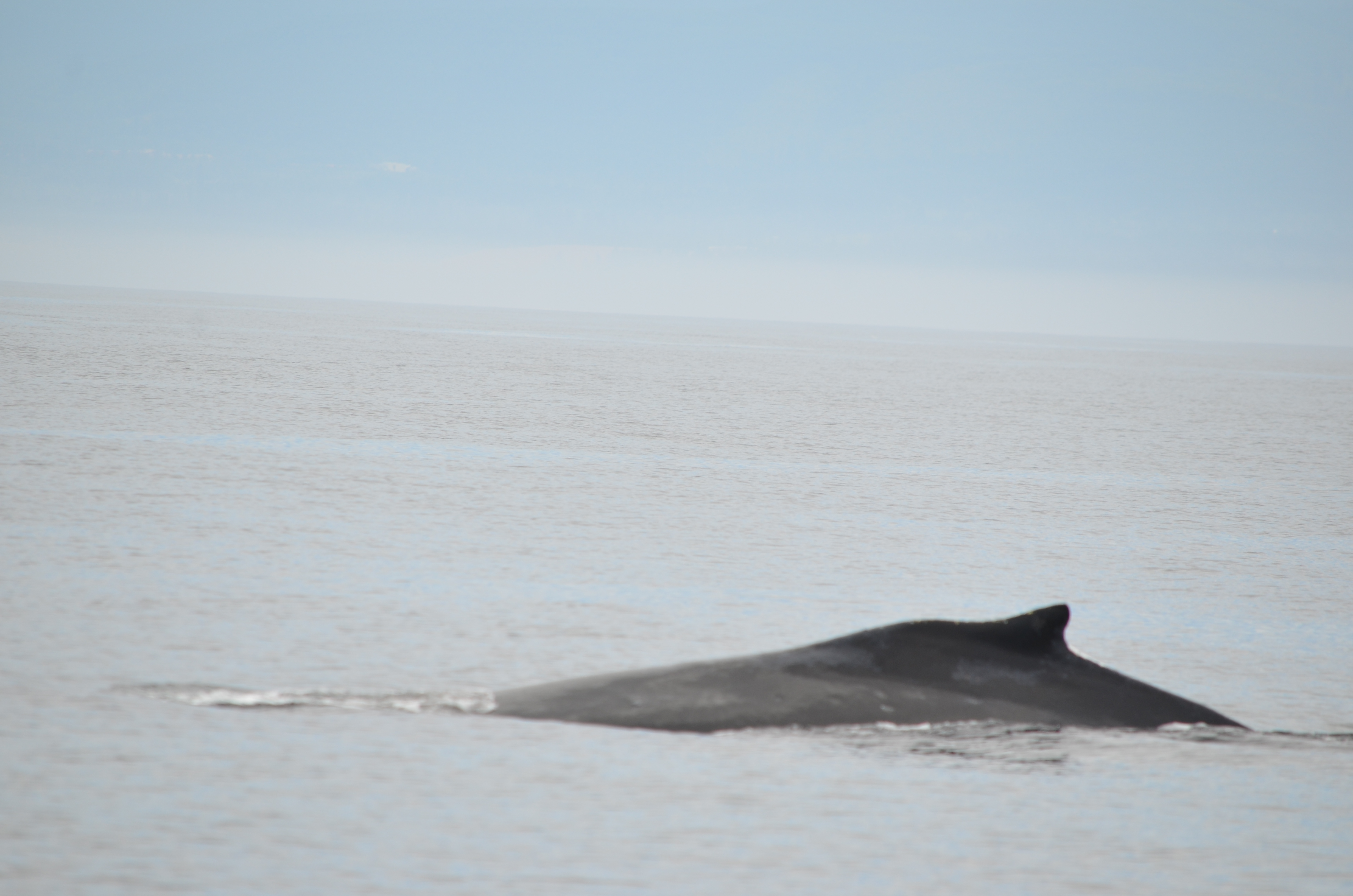 photos/wildlife/Mammal_Species/Humpback Whale/DSC_0072.JPG